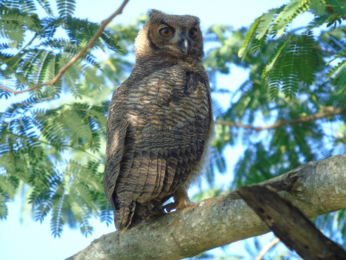 Great Horned Owl - ML339775531