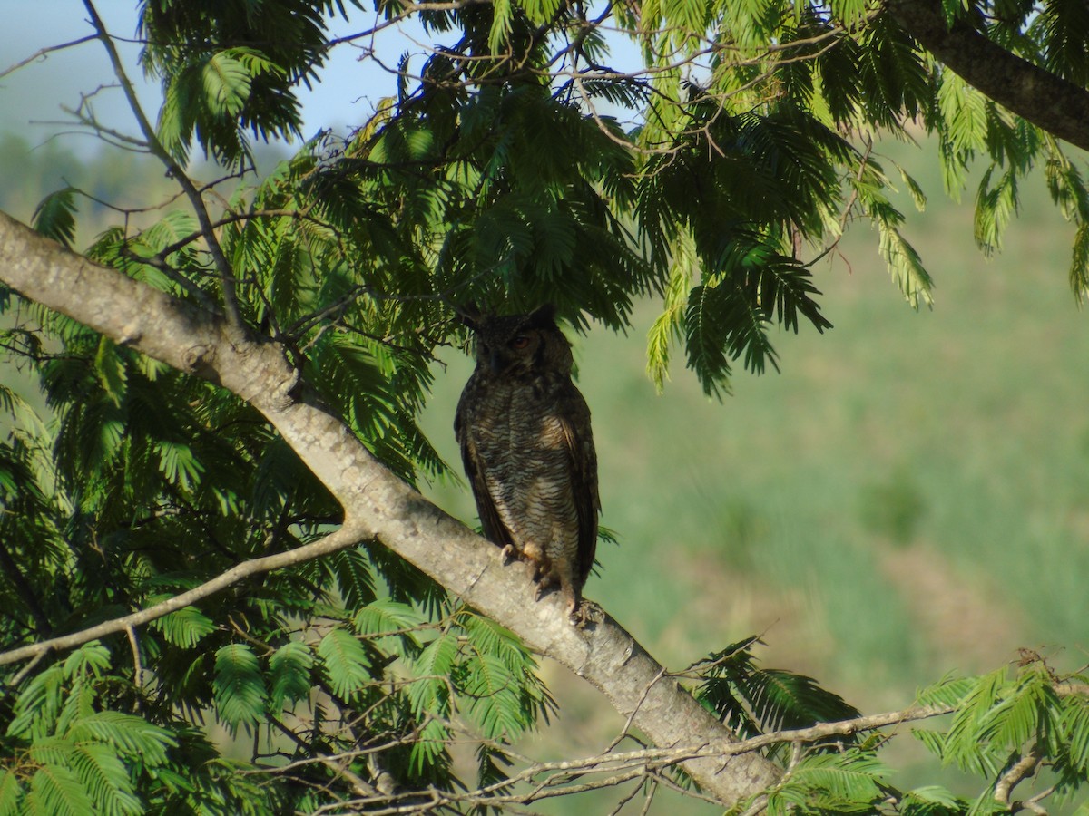 Great Horned Owl - ML339775541