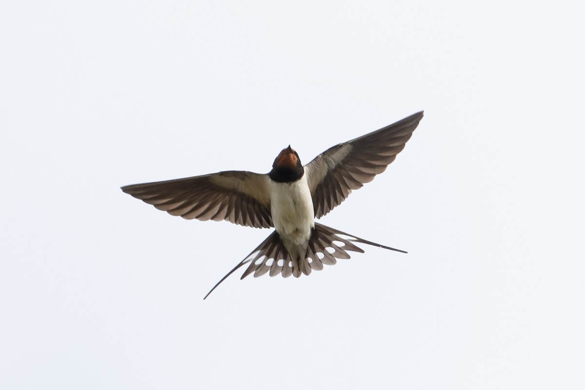 Barn Swallow (White-bellied) - ML339775571