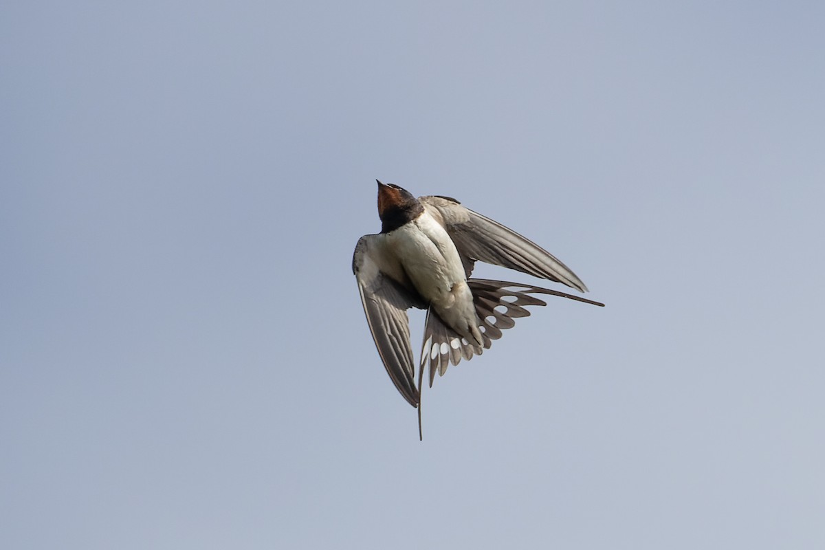 Barn Swallow (White-bellied) - ML339775581