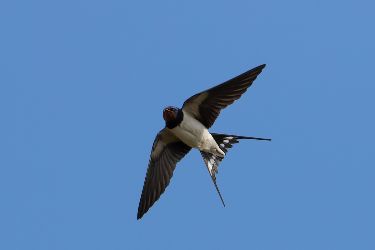 Barn Swallow (White-bellied) - ML339775591