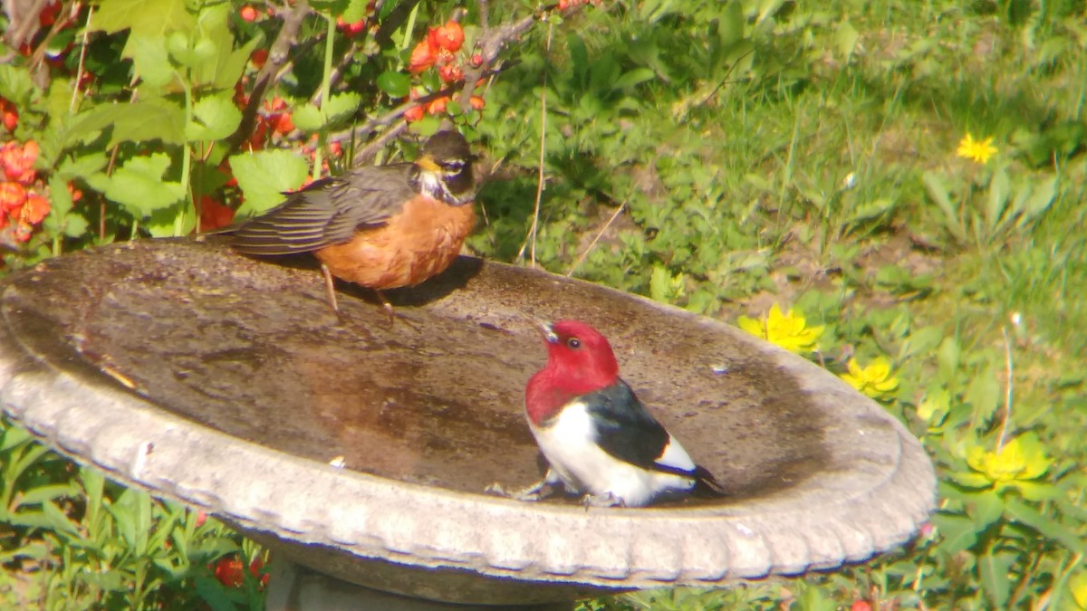Red-headed Woodpecker - ML339783691