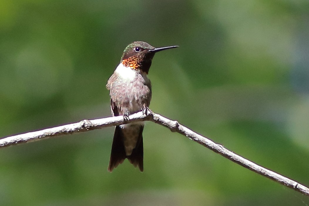 Ruby-throated Hummingbird - Robert Mercer