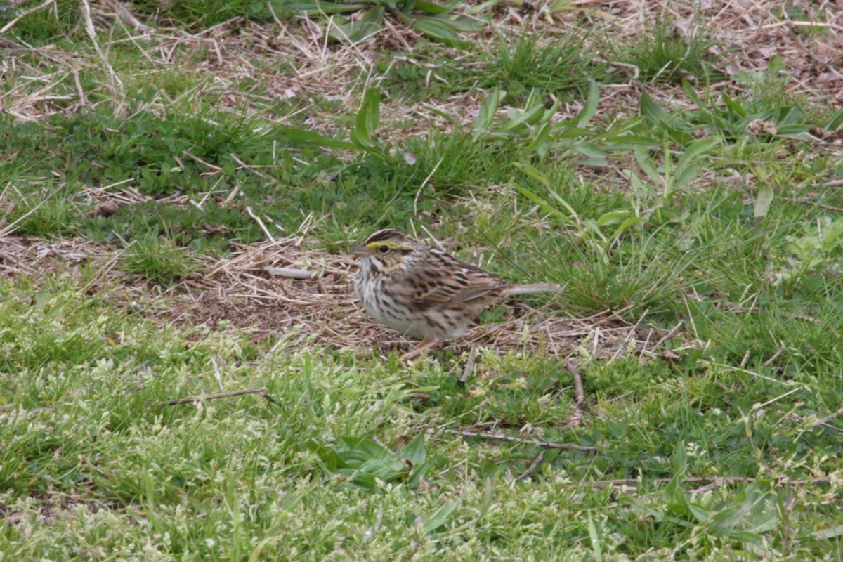 Savannah Sparrow - ML339794181