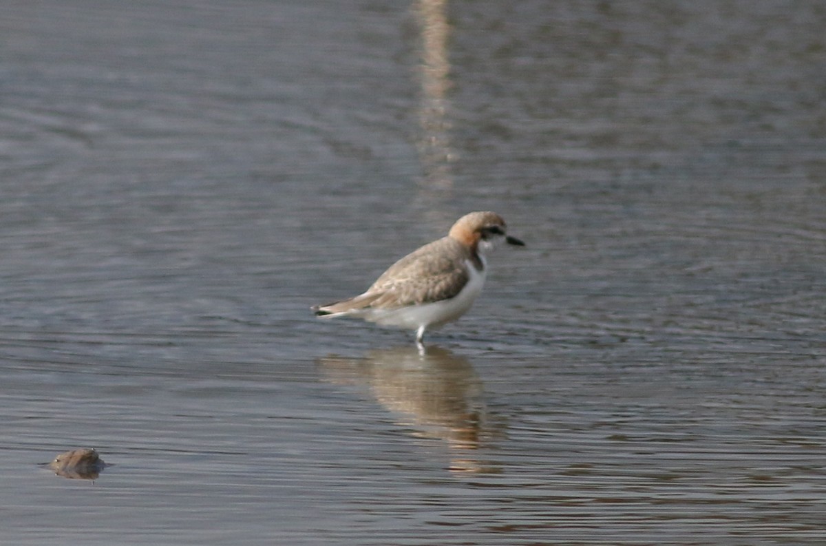 Red-capped Plover - ML33979691