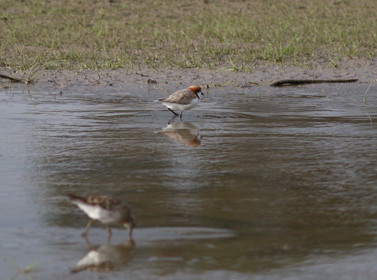 Red-capped Plover - ML33979871
