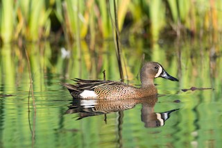 Blue-winged Teal, ML339798771