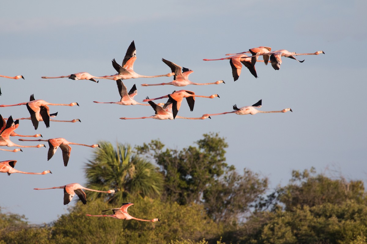 American Flamingo - Johannes Nelson