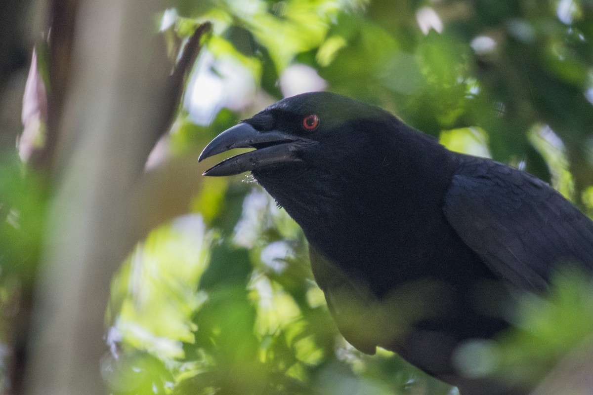 White-necked Crow - ML339806841