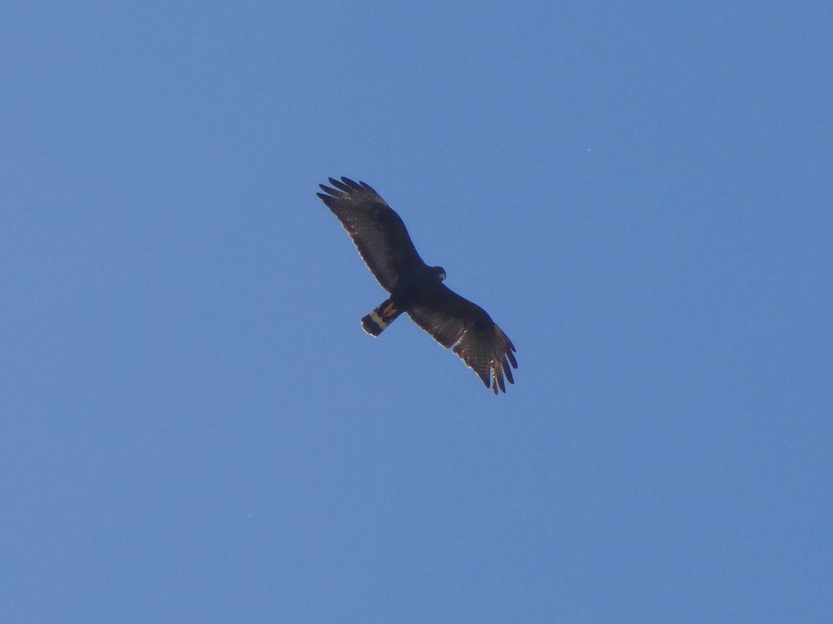 Zone-tailed Hawk - Matthew Douglas Gable