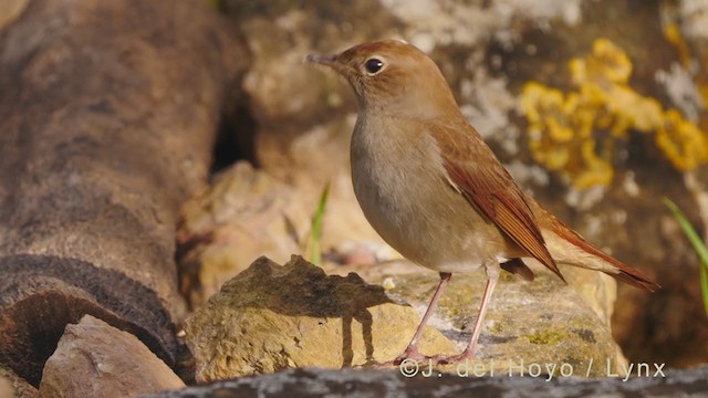 Common Nightingale - ML339811111