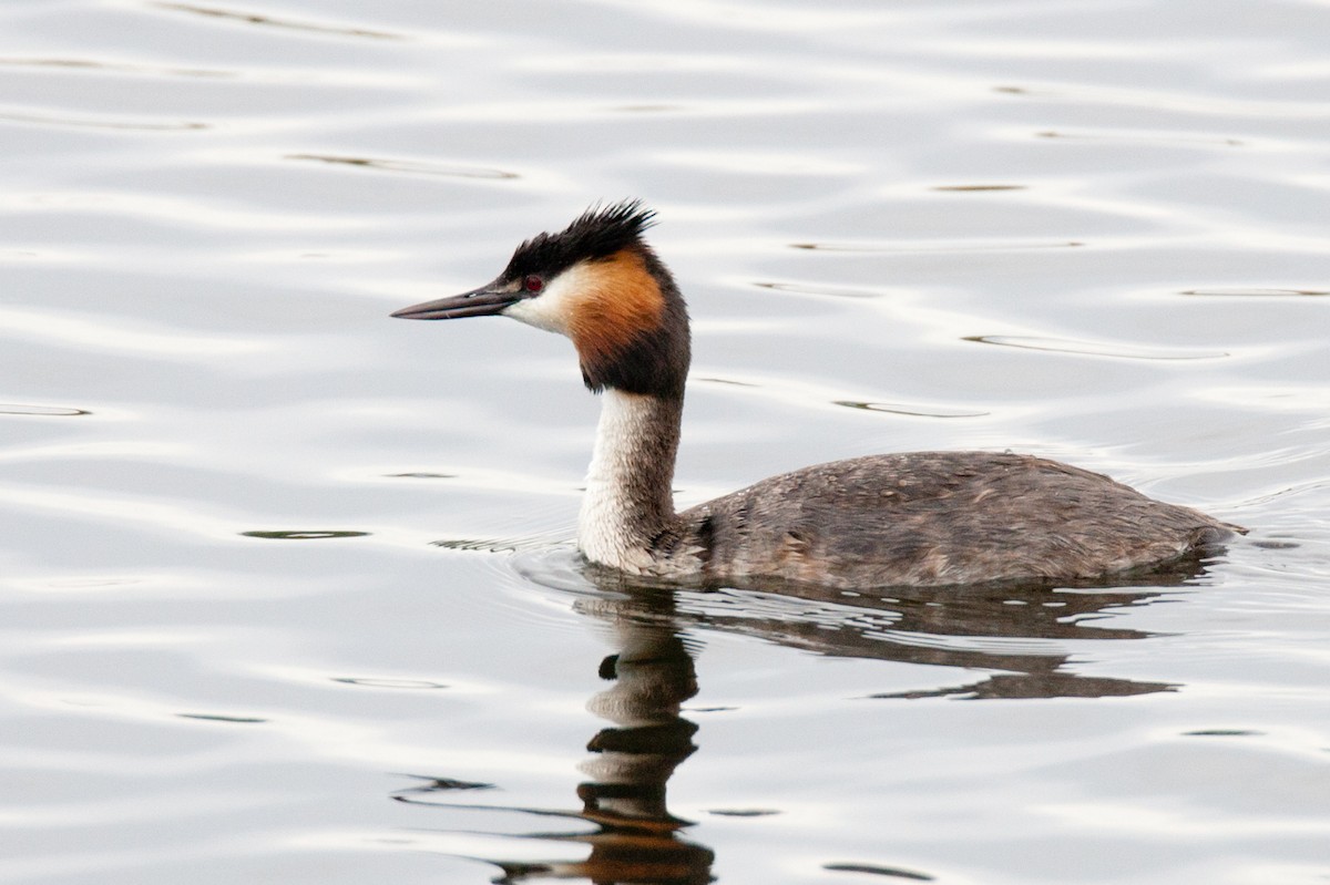 Great Crested Grebe - Robert Lewis