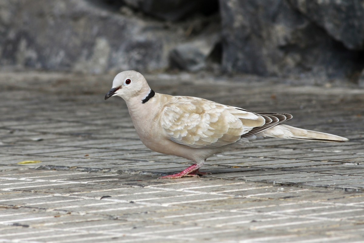 African Collared-Dove - ML339817561