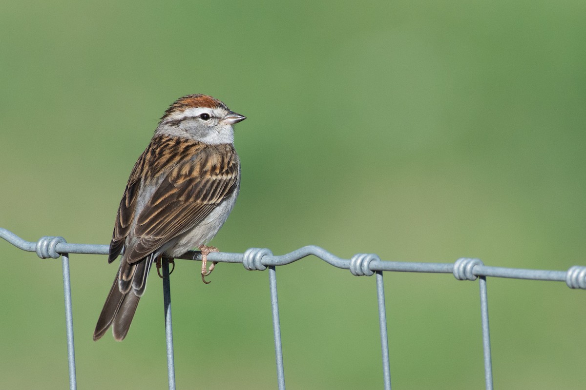Chipping Sparrow - ML339817911