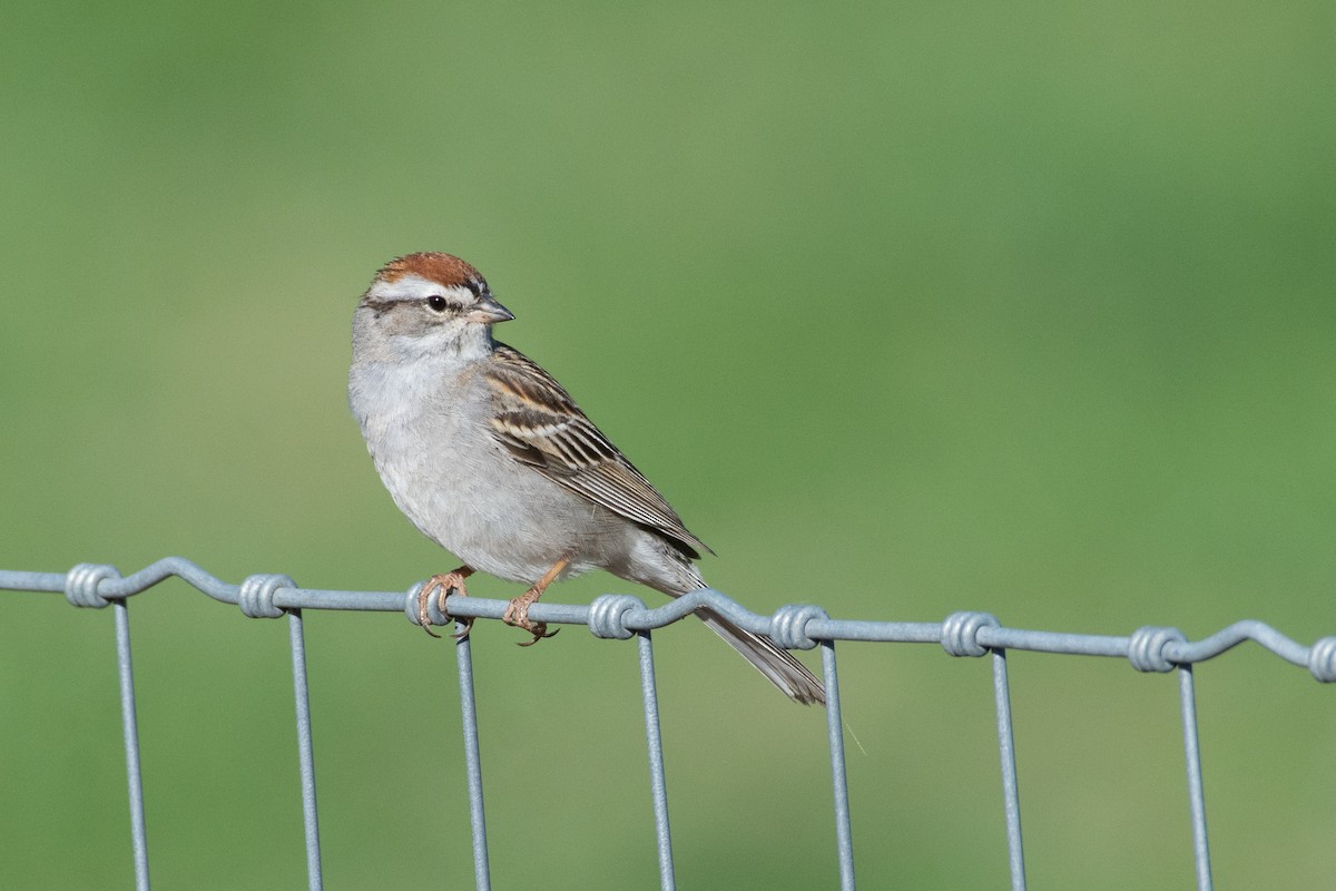 Chipping Sparrow - Owen Sinkus