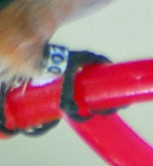 Rufous Hummingbird - ML33982271