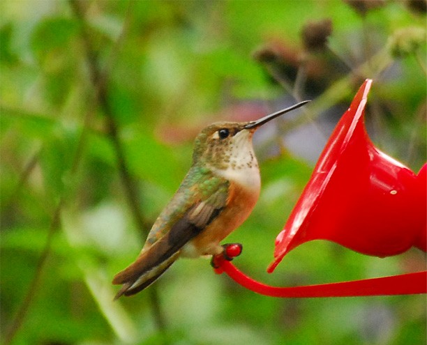 Rufous Hummingbird - ML33982551