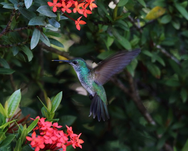 Mangrove Hummingbird - ML33982611