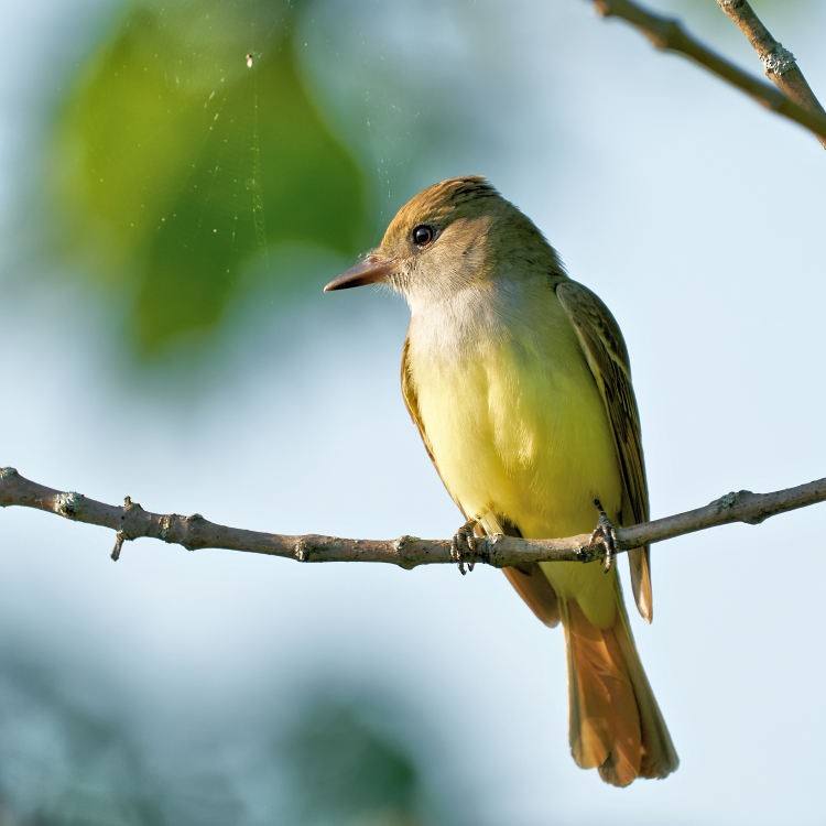 Great Crested Flycatcher - ML339833141