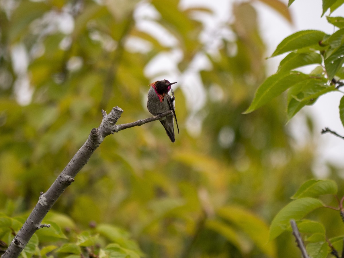 Anna's Hummingbird - Duncan McHugh