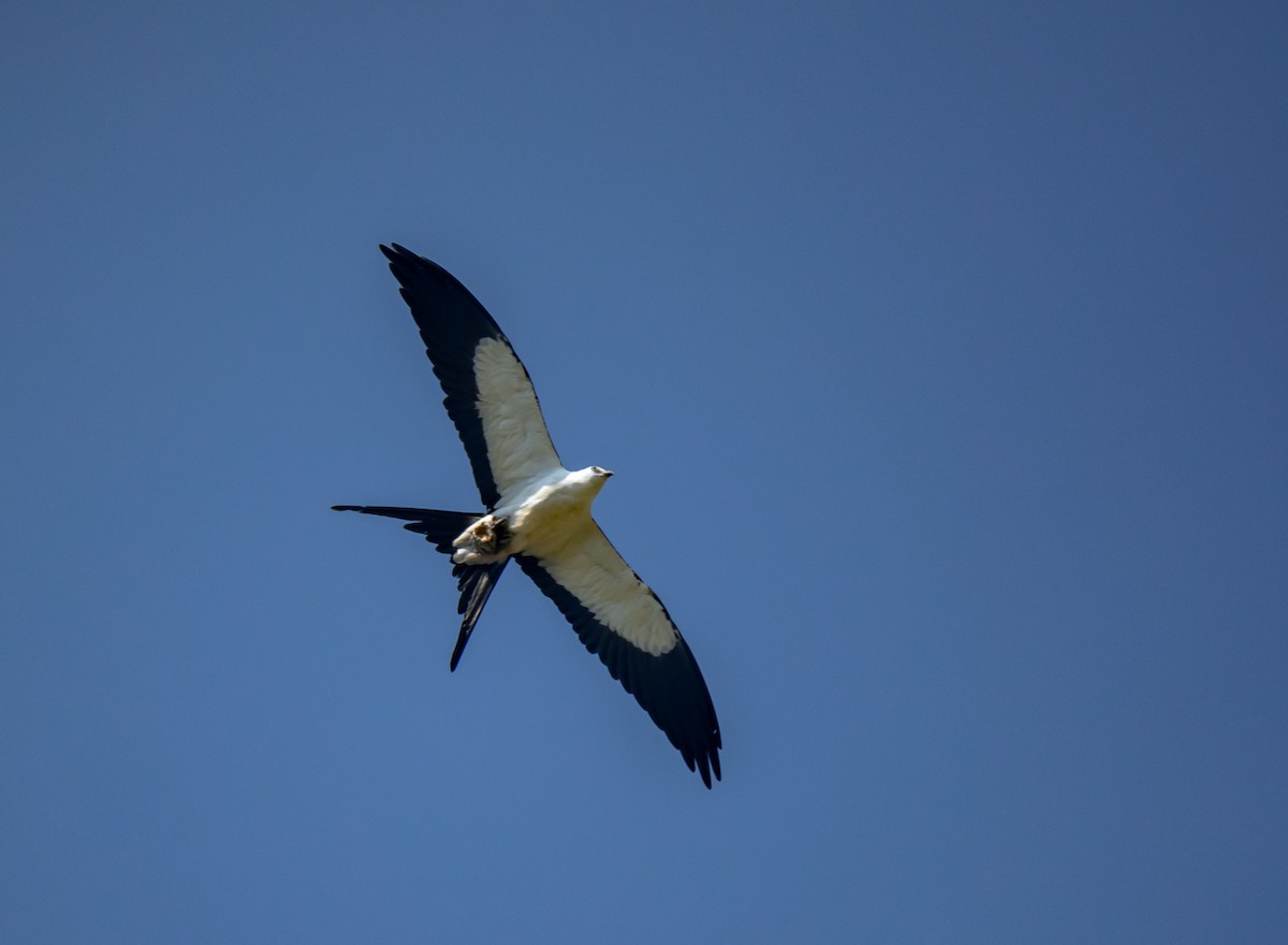 Swallow-tailed Kite - ML339835361