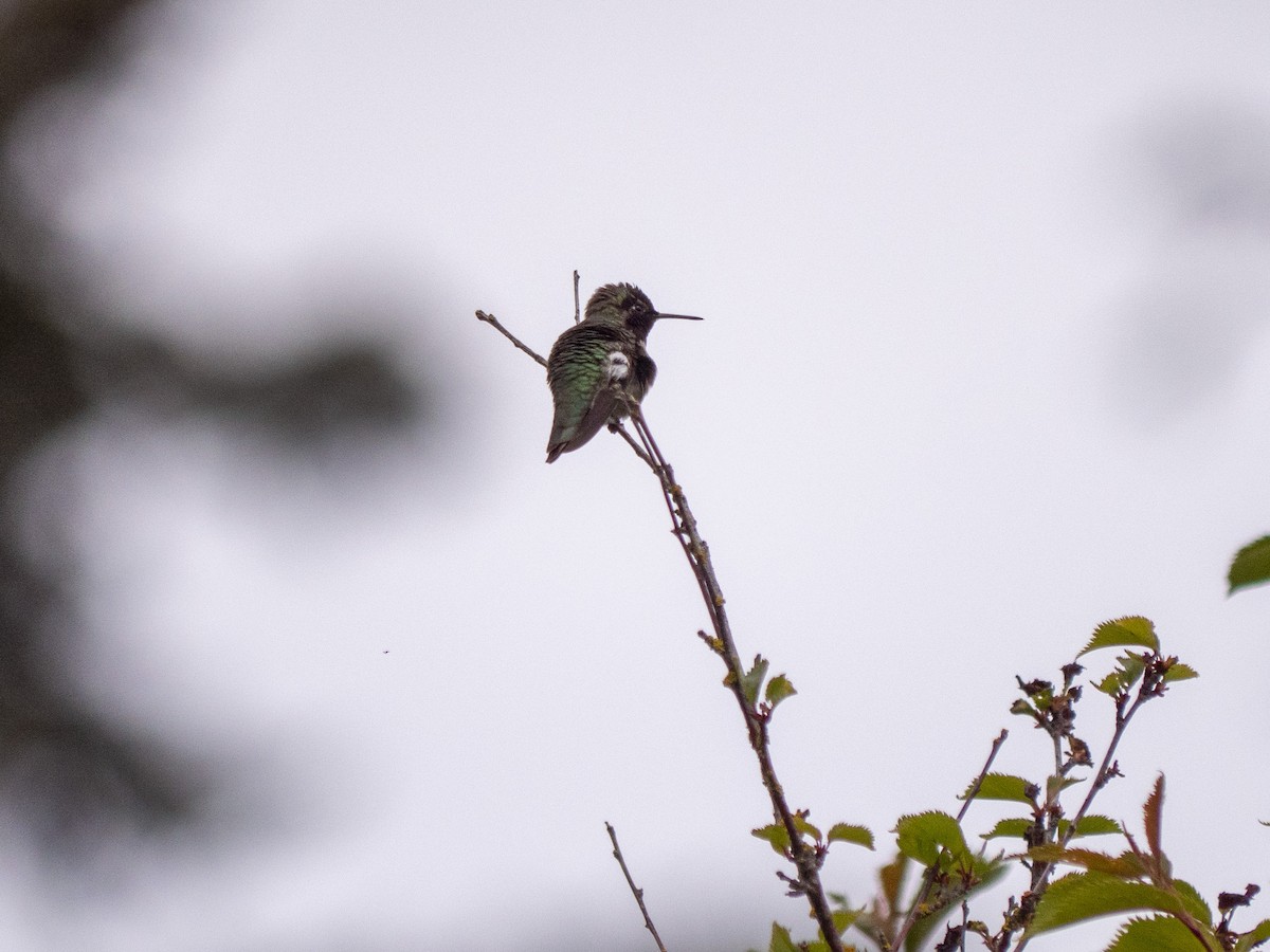 Anna's Hummingbird - ML339835841