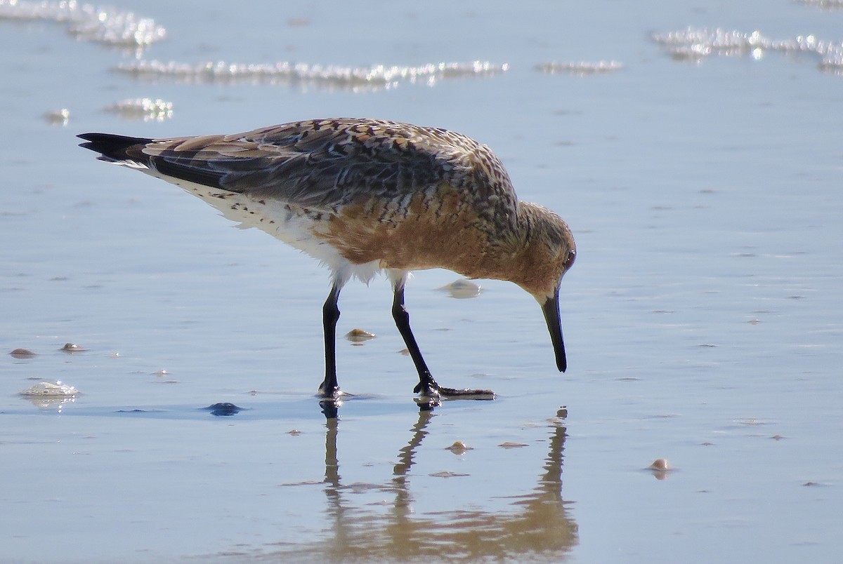 Red Knot - ML339835901