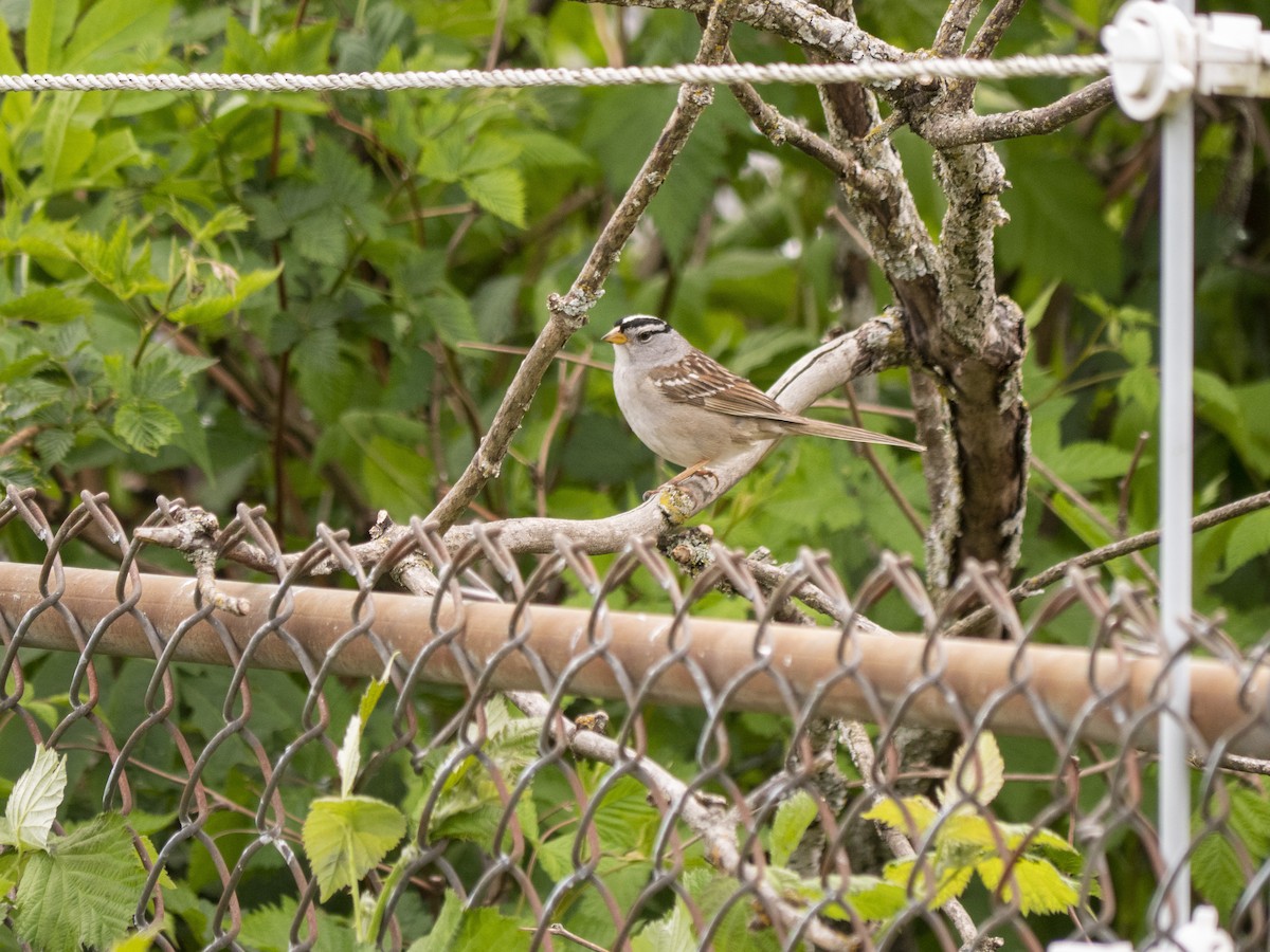 White-crowned Sparrow (pugetensis) - ML339836531