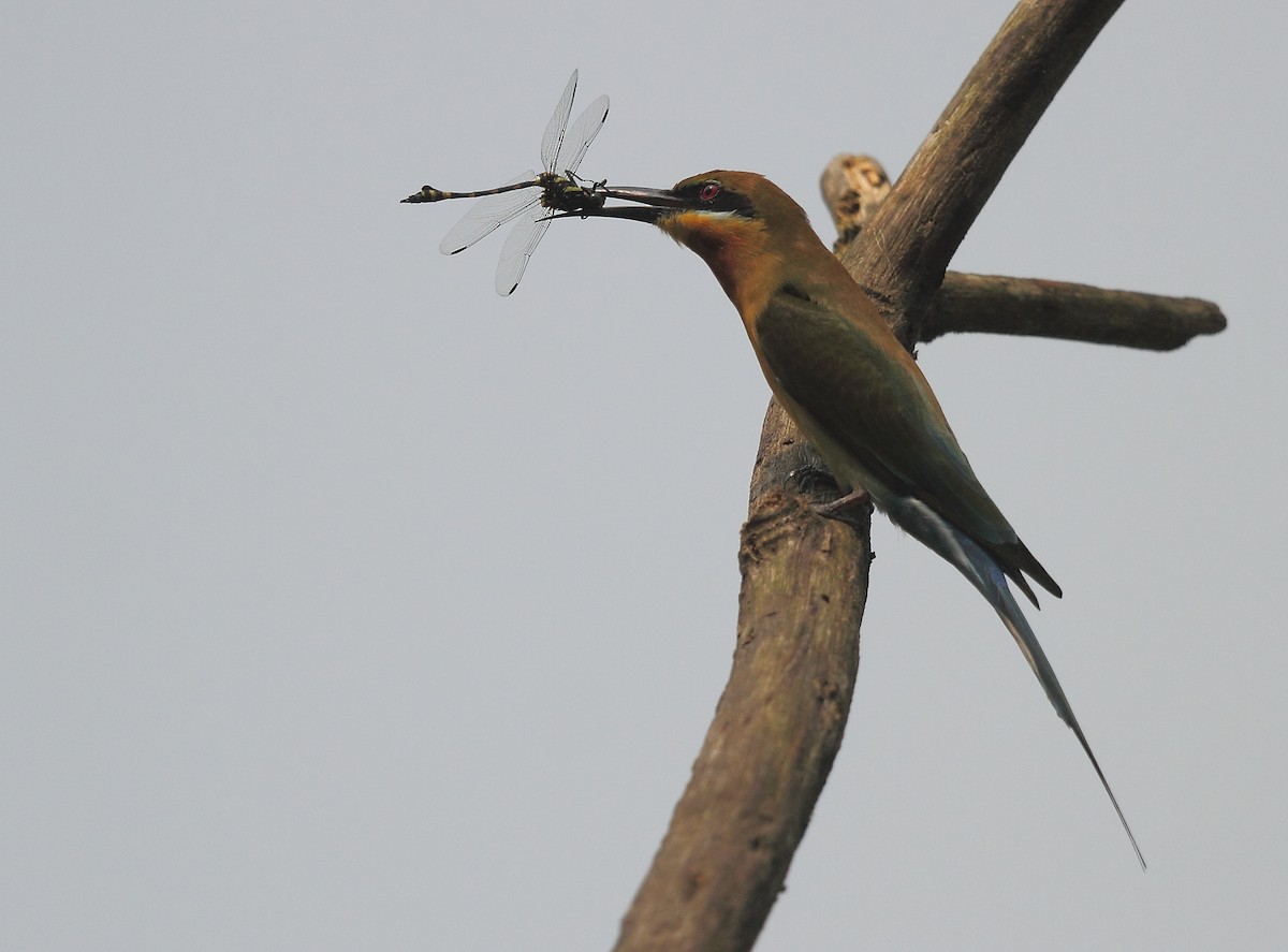Blue-tailed Bee-eater - Krishnan Sivasubramanian