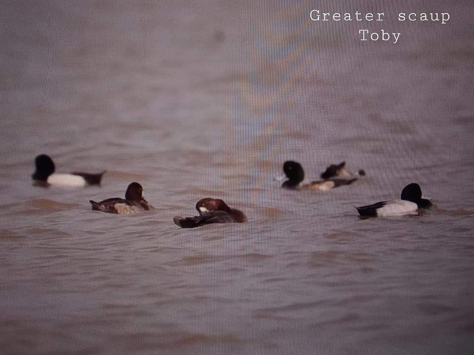 Greater Scaup - Trung Buithanh
