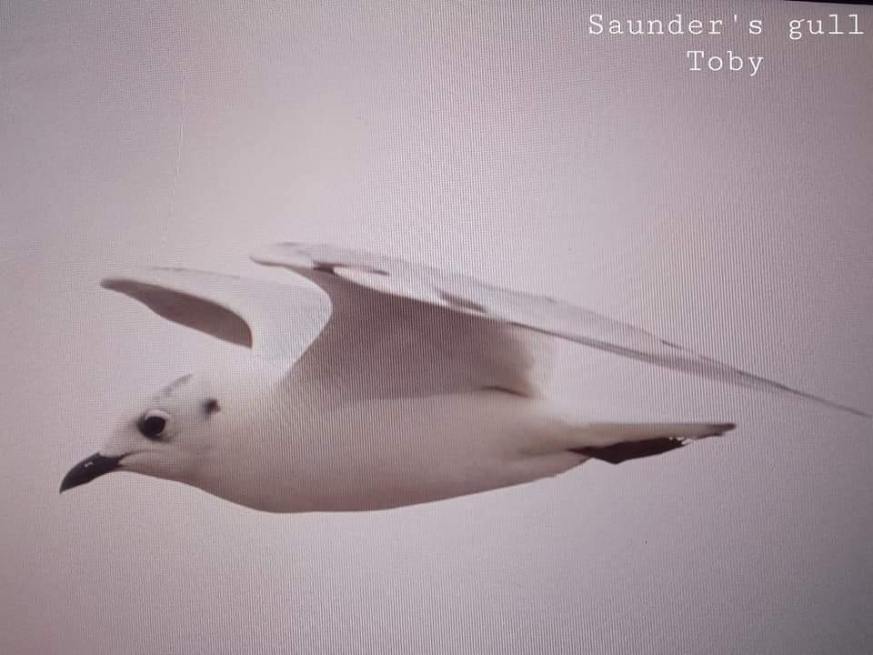 Saunders's Gull - Trung Buithanh