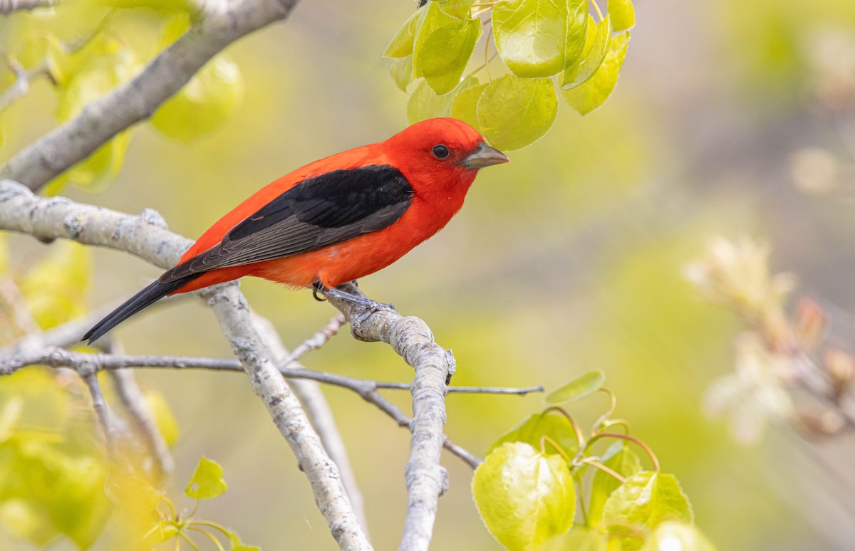 Scarlet Tanager - ML339848901