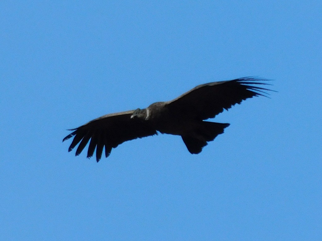 Andean Condor - ML339857831