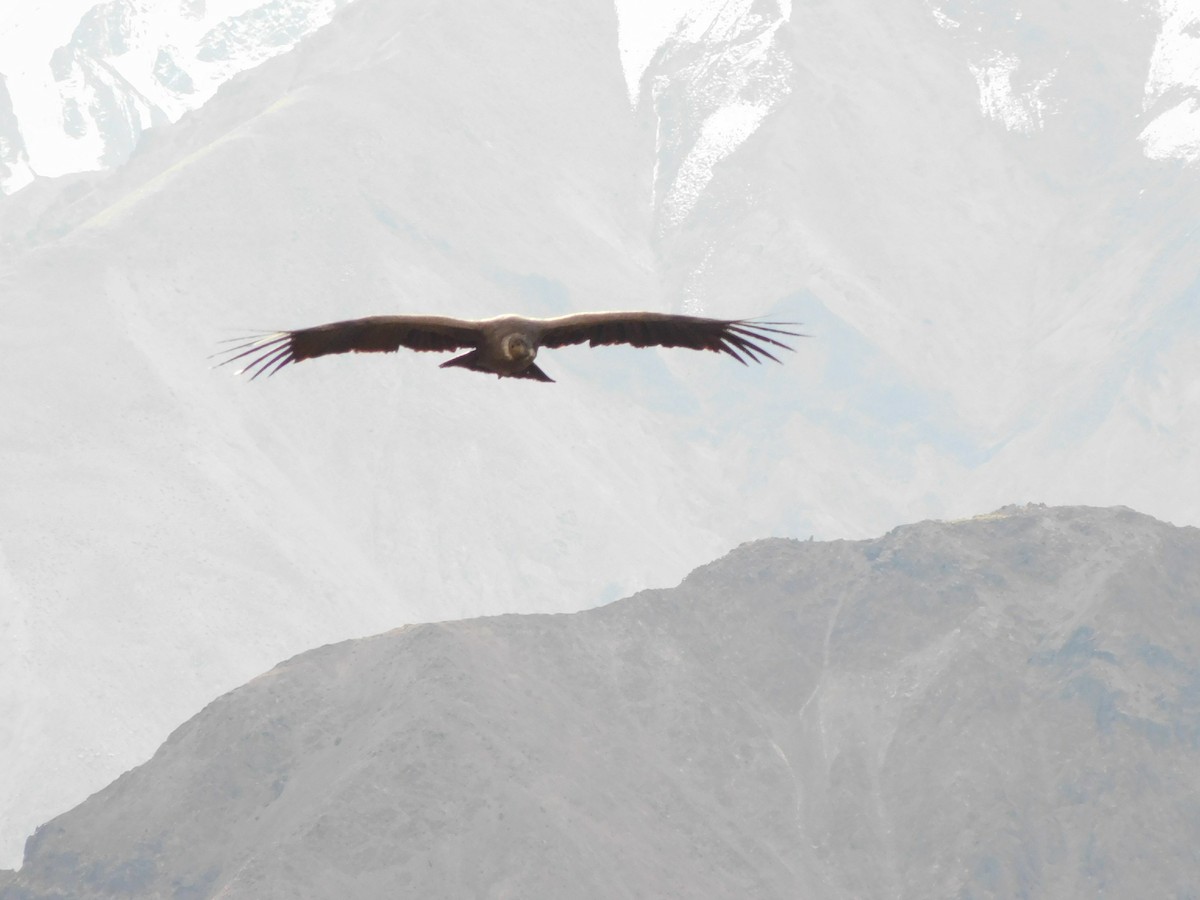Andean Condor - ML339857871