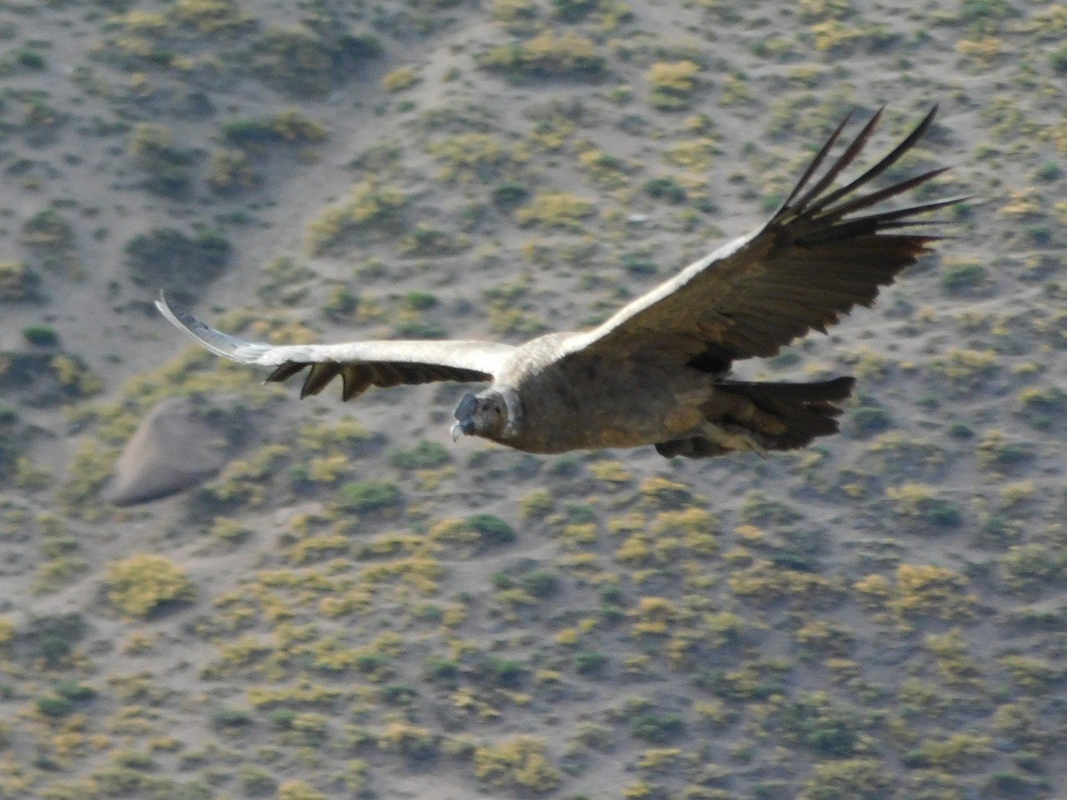 Andean Condor - ML339857901