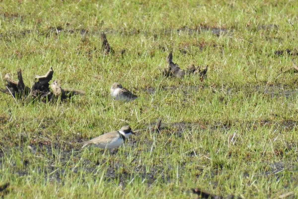 Semipalmated Plover - ML339878491