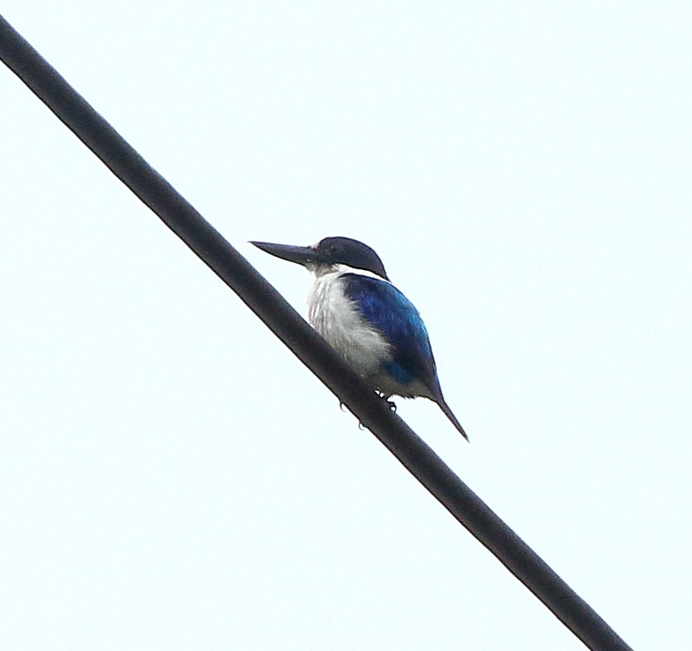 Blue-and-white Kingfisher - ML339884931
