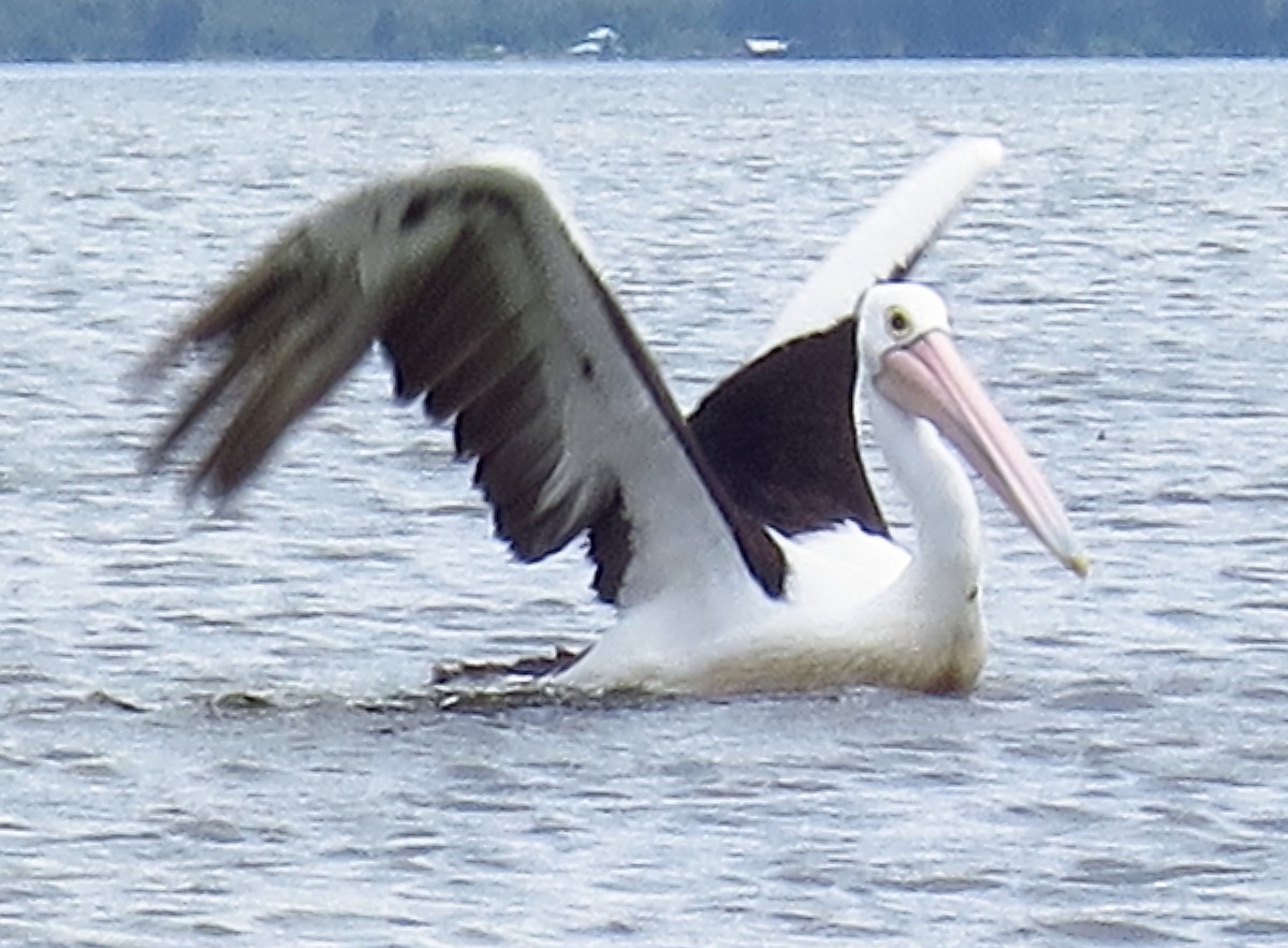 pelikán australský - ML339885561