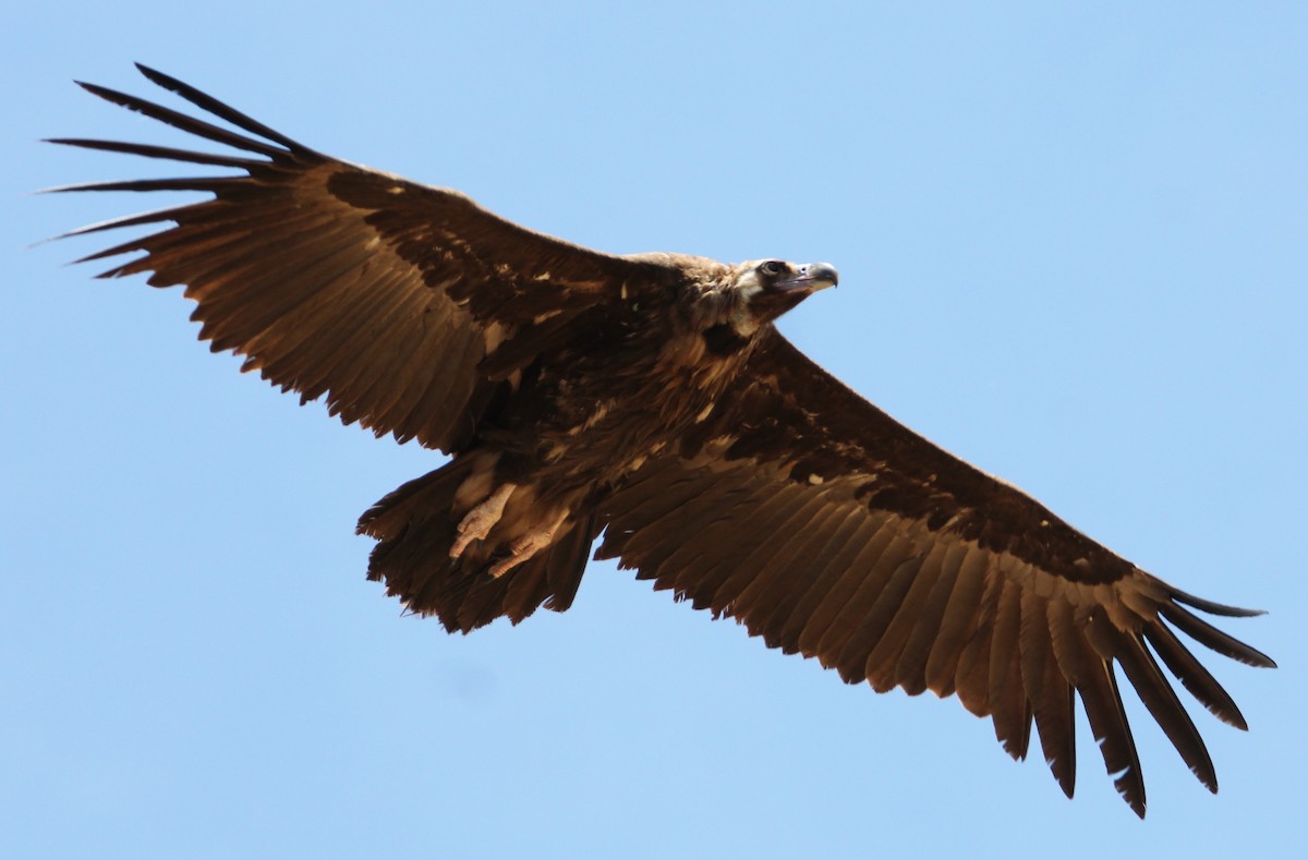 Cinereous Vulture - ML339886901