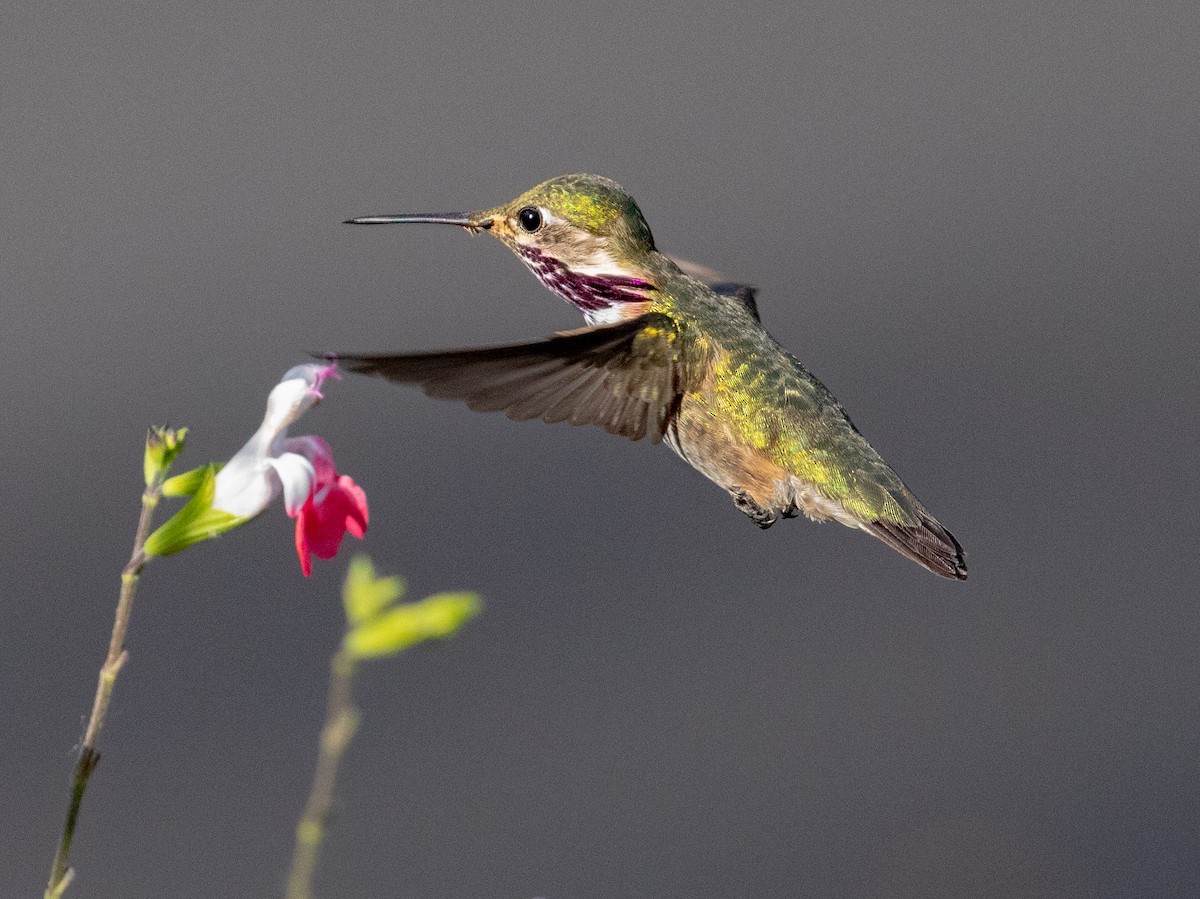 Calliope Hummingbird - Sylvia Wright