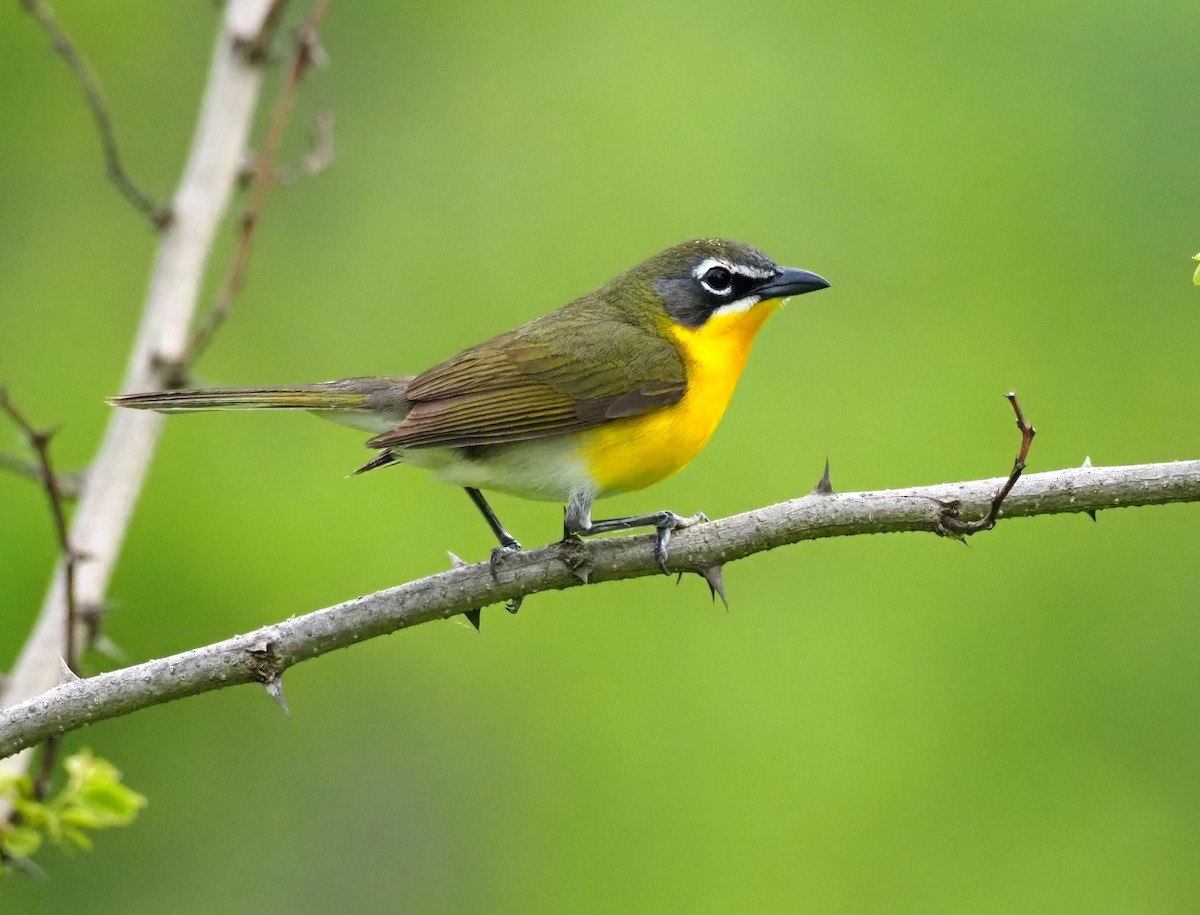 Yellow-breasted Chat - Simon RB Thompson