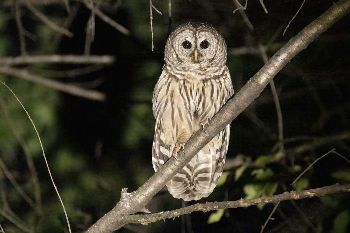 Barred Owl - Matt Felperin