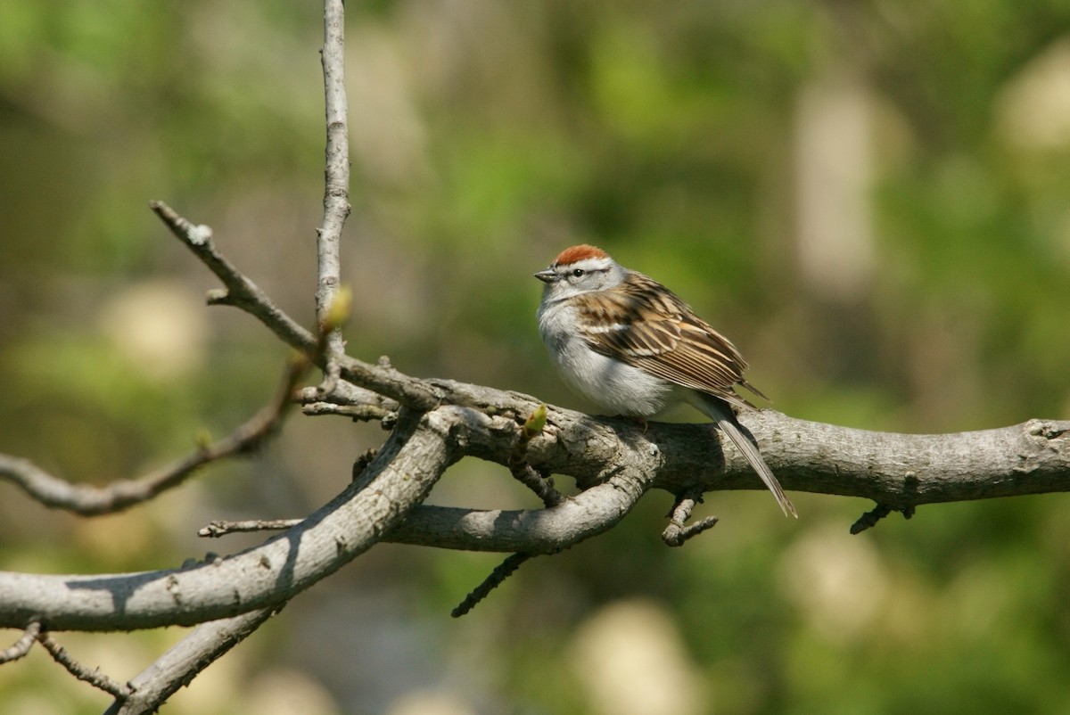 Chipping Sparrow - ML33991711