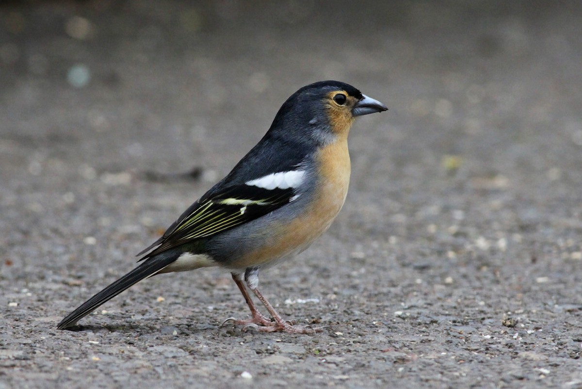 Canary Islands Chaffinch (Canary Is.) - ML339919601