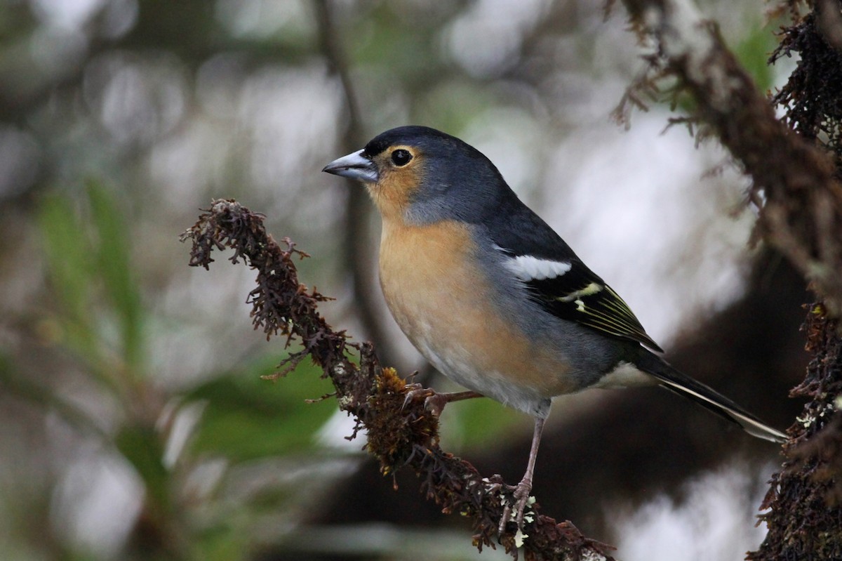 Canary Islands Chaffinch (Canary Is.) - ML339919621