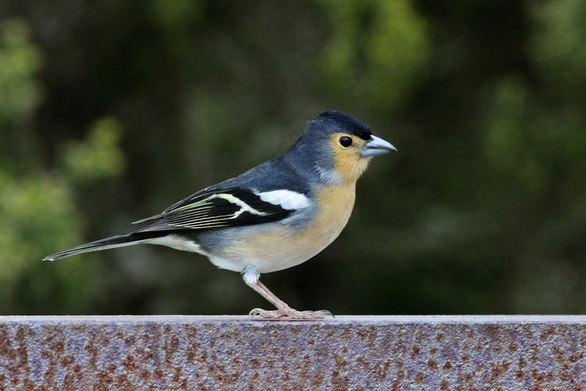 Canary Islands Chaffinch (Canary Is.) - ML339919641