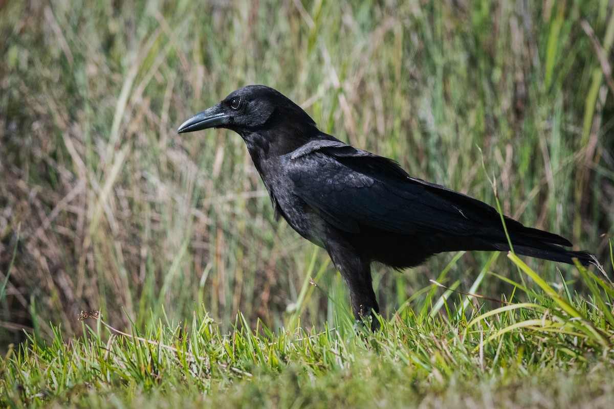 American Crow - ML339926971
