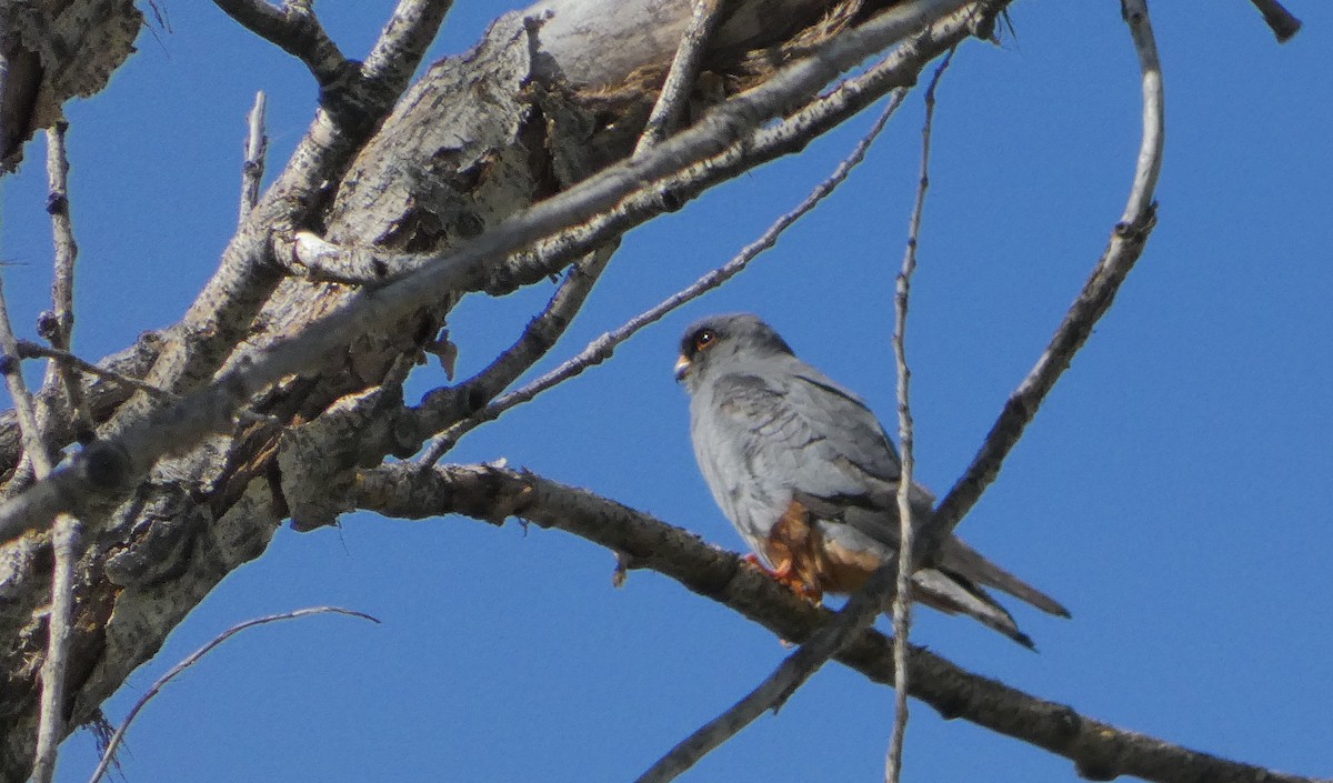 Red-footed Falcon - angel Vela laina