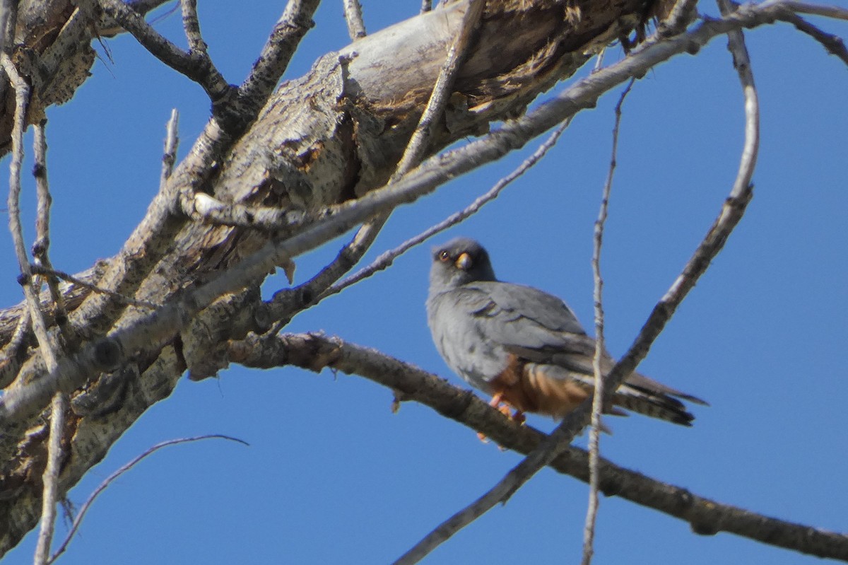 Red-footed Falcon - ML339931671