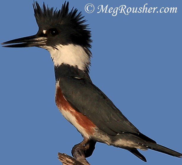 Belted Kingfisher - ML33993501